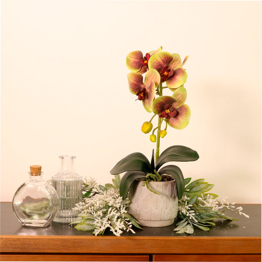 Phalaenopsis Arrangement