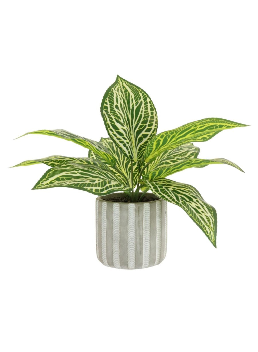 Potted Zebra Leaf Arrangement (small)
