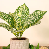 Potted Zebra Leaf Arrangement (small)