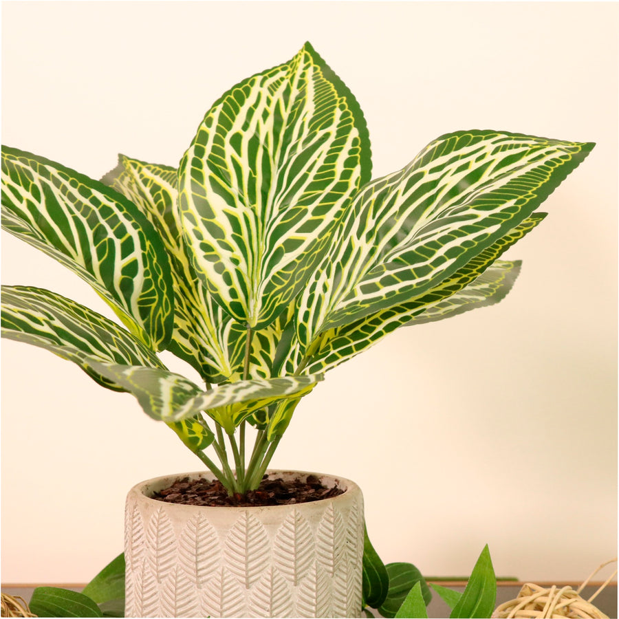 Potted Zebra Leaf Arrangement (small)