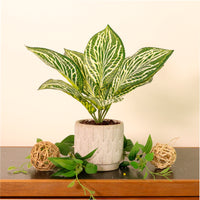 Potted Zebra Leaf Arrangement (small)