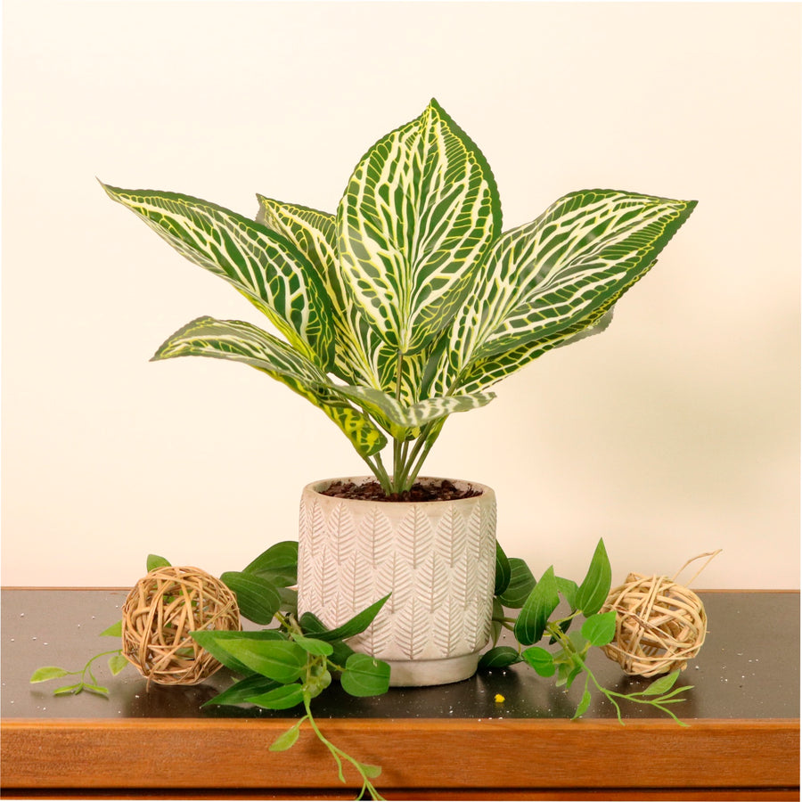 Potted Zebra Leaf Arrangement (small)