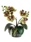 Mini Phal Orchid Arrangement