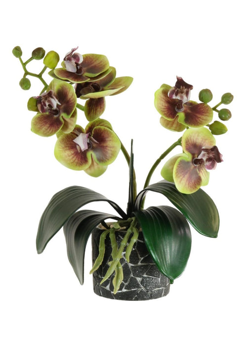 Mini Phal Orchid Arrangement