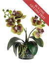 Buy One Get One Free - Mini Phal Orchid Arrangement