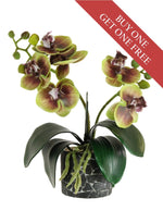 Buy One Get One Free - Mini Phal Orchid Arrangement