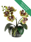 Buy One Get One Free - Mini Phal Orchid Arrangement