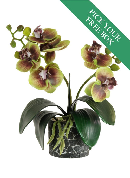 Buy One Get One Free - Mini Phal Orchid Arrangement