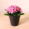 African Violet Arrangement