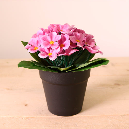 African Violet Arrangement