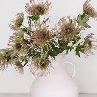 Protea Spray