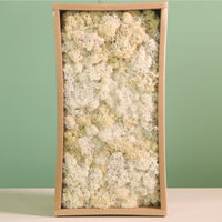 Decorative Reindeer Moss (500g)