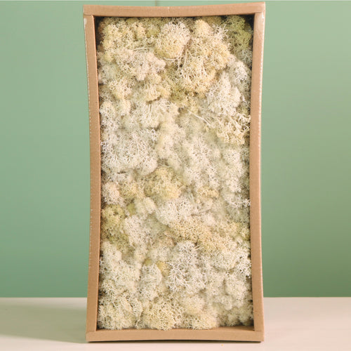 Decorative Reindeer Moss (500g)