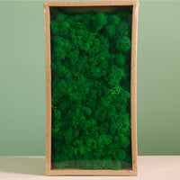 Decorative Reindeer Moss (500g)