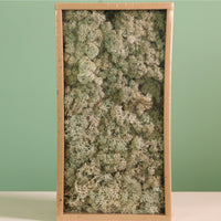 Decorative Reindeer Moss (500g)