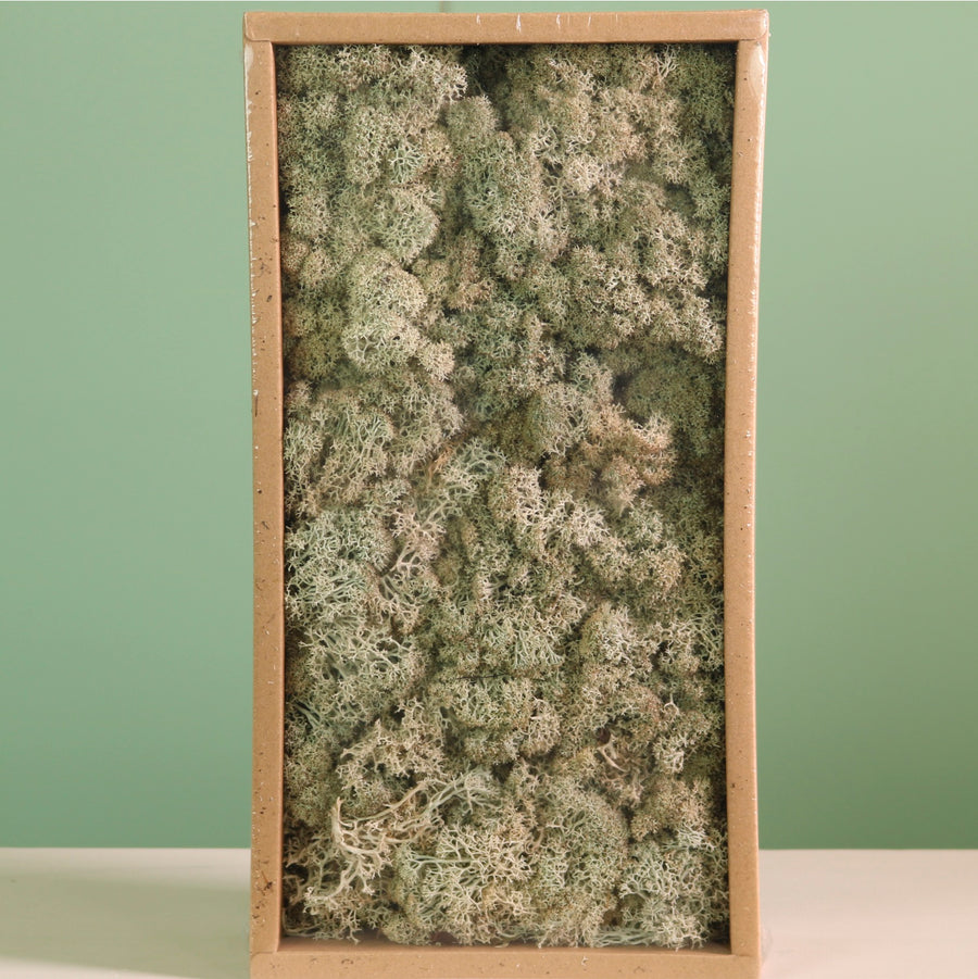 Decorative Reindeer Moss (500g)