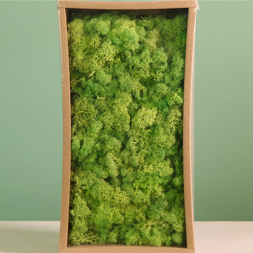 Decorative Reindeer Moss (500g)
