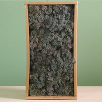 Decorative Reindeer Moss (500g)