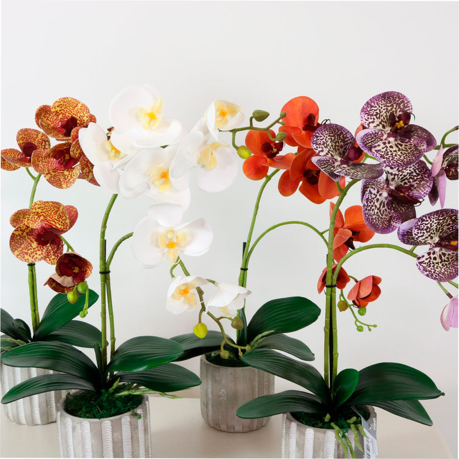 Phalaenopsis Arrangement (8 Flowering Head)
