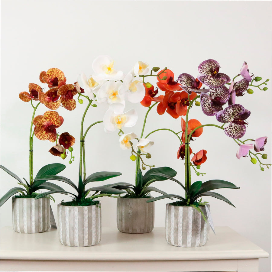 Phalaenopsis Arrangement (8 Flowering Head)