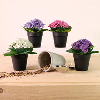 African Violet Arrangement