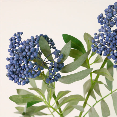 Dusted Elderberry Spray