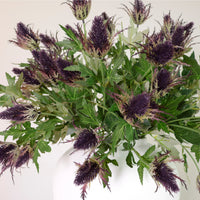 Eryngium Spray