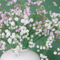 Fluffy Gypsophilia Spray