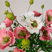 Grand Oriental Poppy