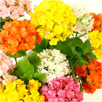 Kalancheo Geranium Spray