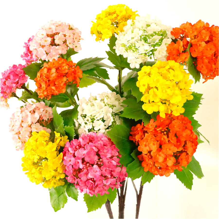 Kalancheo Geranium Spray