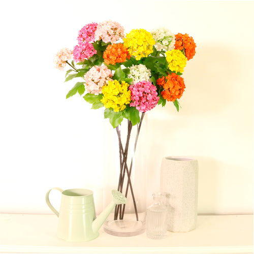 Kalancheo Geranium Spray