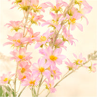 Pointed Larkspur Spray