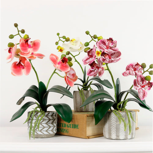 Mini Phal Orchid Arrangement