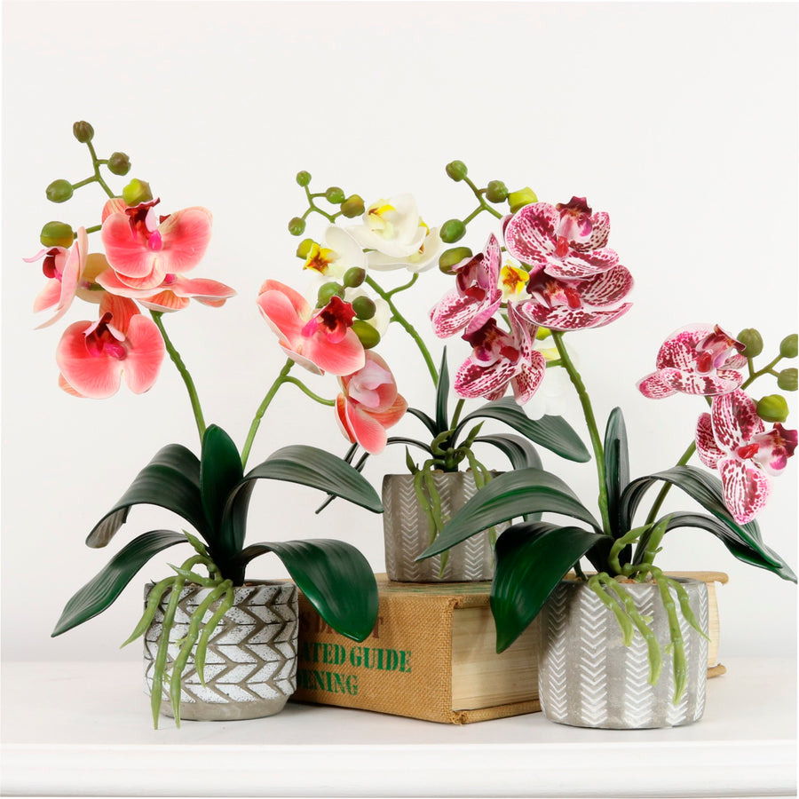 Mini Phal Orchid Arrangement