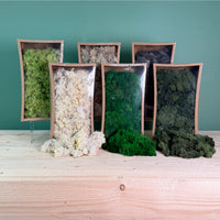 Decorative Reindeer Moss (500g)
