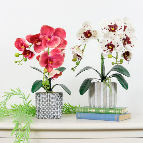 Mini Phal Orchid Arrangement