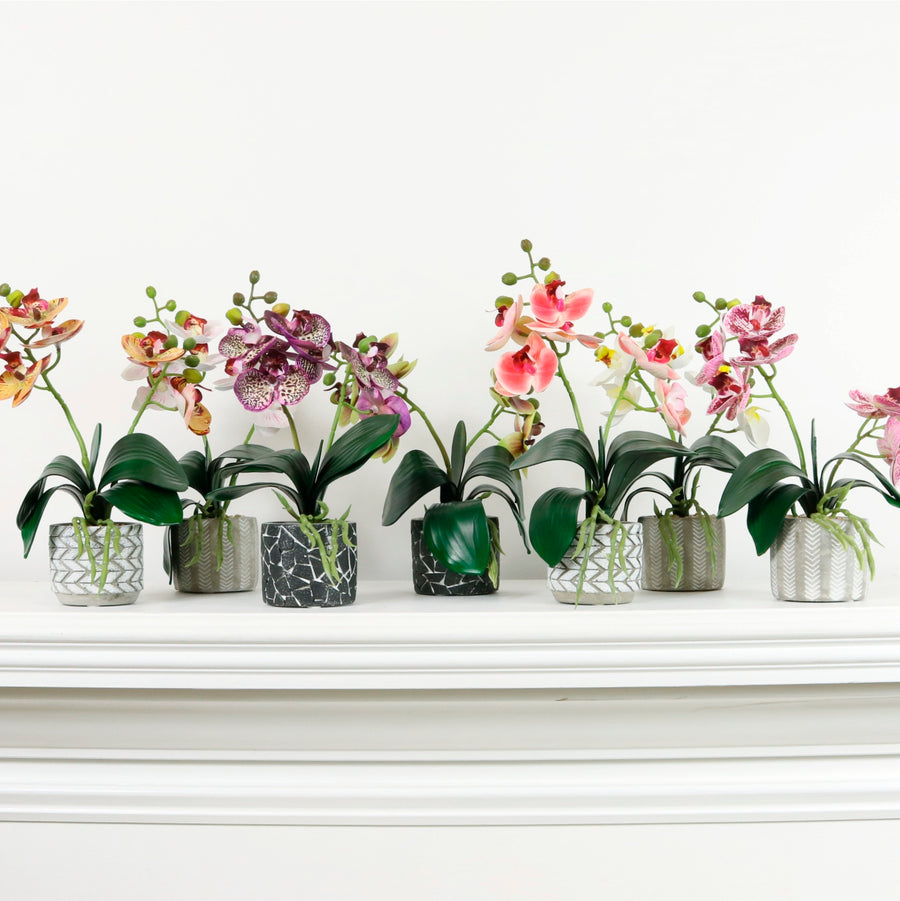 Mini Phal Orchid Arrangement