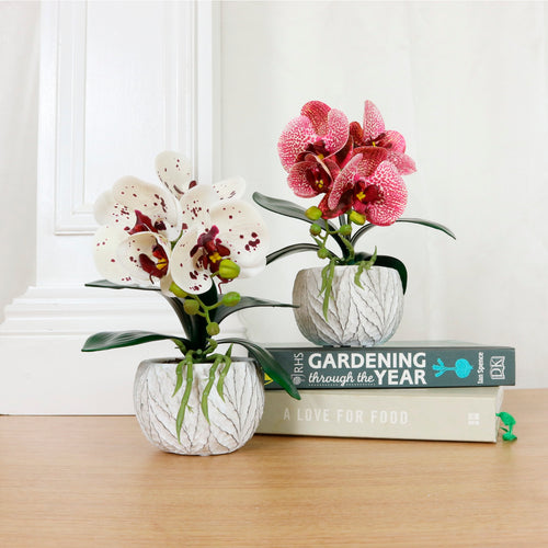 Mini Phalaenopsis Arrangement