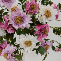 Ruffled Scabiosa Spray