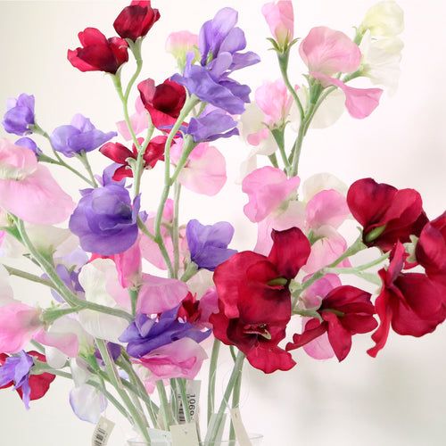 Sweet Pea