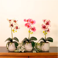 Phalaenopsis Arrangement