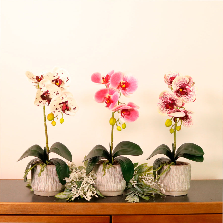 Phalaenopsis Arrangement