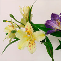 Speckled Alstroemeria Stem
