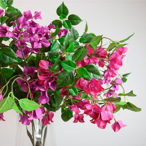 Wild Bougainvillea Spray Medium