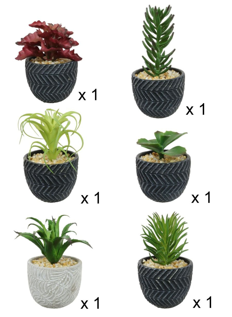 Mixed Box Of Succulent Arrangements