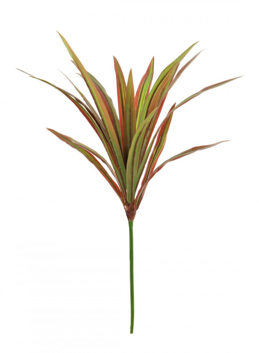 Yucca Plant Stem 
