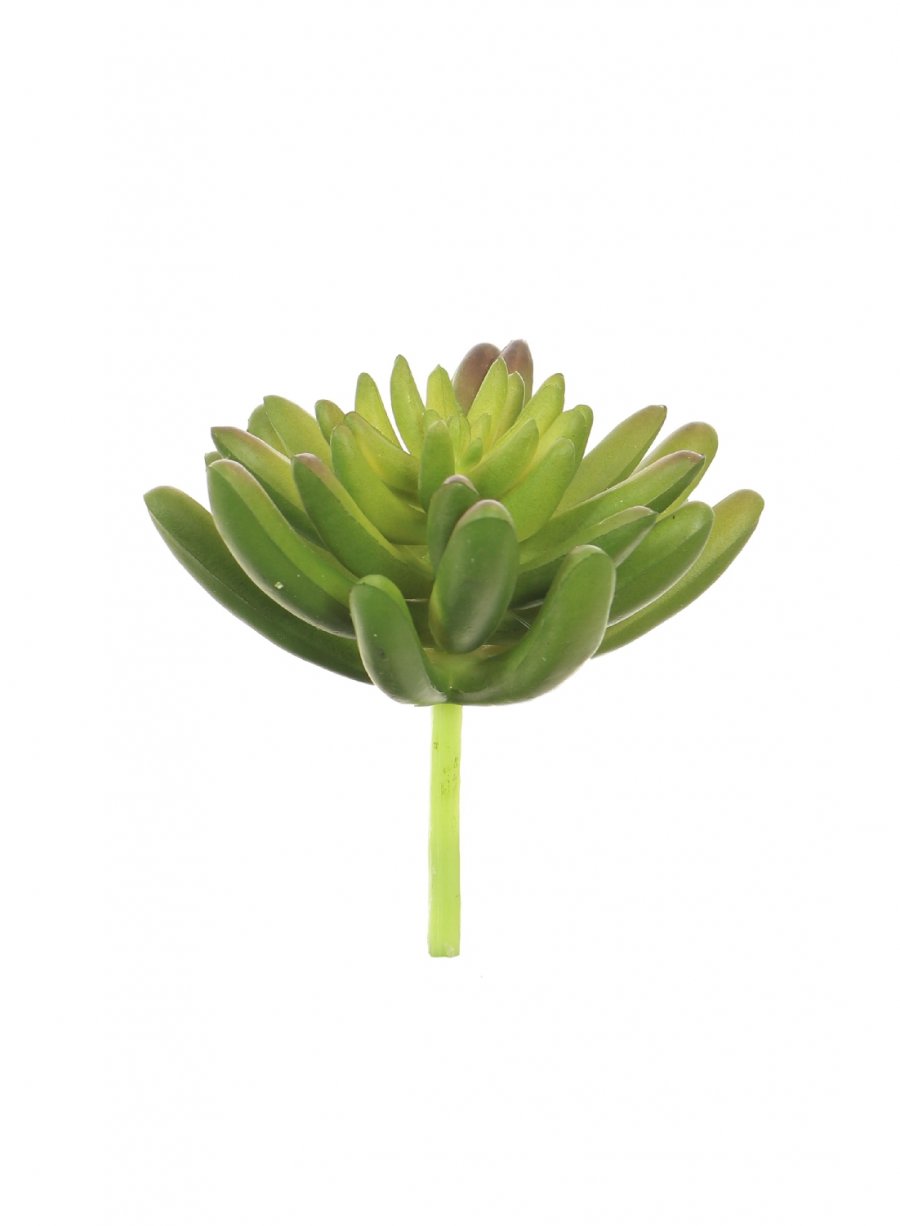 Agave Succulent (Medium)