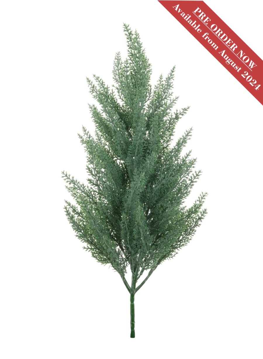 Mini Conifer Tree