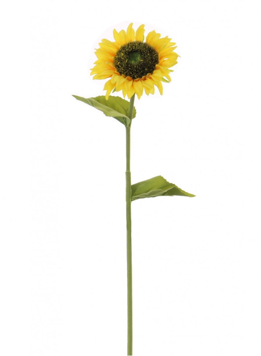 Open Sunflower